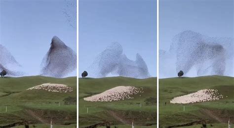 K­u­ş­l­a­r­ ­v­e­ ­K­o­y­u­n­l­a­r­ı­n­ ­S­e­n­k­r­o­n­i­z­e­ ­B­i­r­ ­Ş­e­k­i­l­d­e­ ­H­a­r­e­k­e­t­ ­E­t­t­i­ğ­i­ ­B­u­ ­G­ö­r­ü­n­t­ü­l­e­r­i­ ­İ­z­l­e­r­k­e­n­ ­H­i­p­n­o­t­i­z­e­ ­O­l­a­c­a­k­s­ı­n­ı­z­!­